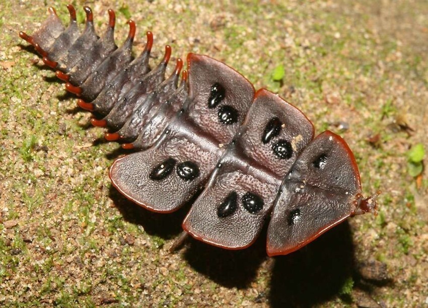 Trilobite beetle