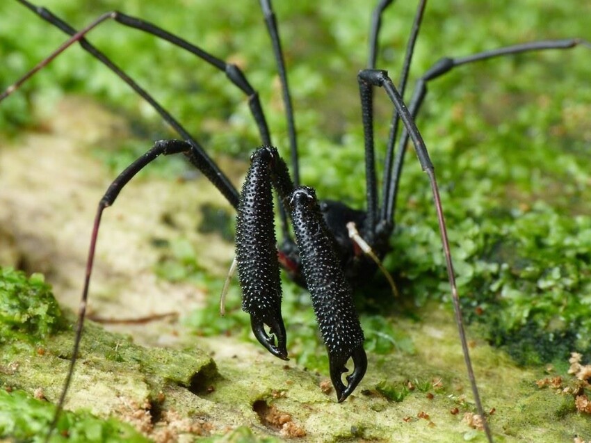 Megalopsalis Roewer, паук-омар