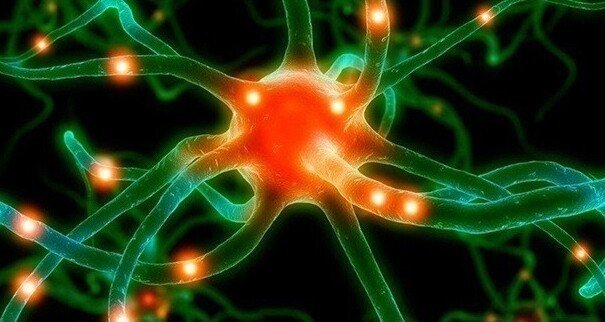 Нервные импульсы двигаются по человеческому телу со скоростью 76 м/с