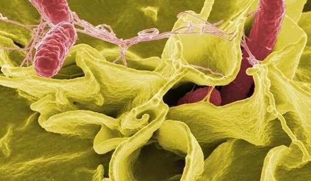 В нашем теле в 10 раз больше клеток бактерий, чем человеческих клеток