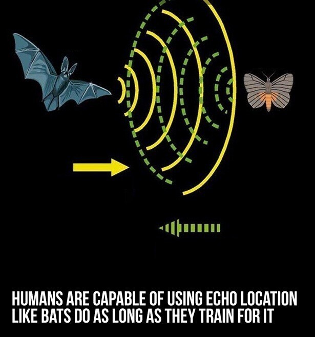 Если человек будет упорно тренироваться, он научится пользоваться эхолокацией не хуже летучей мыши