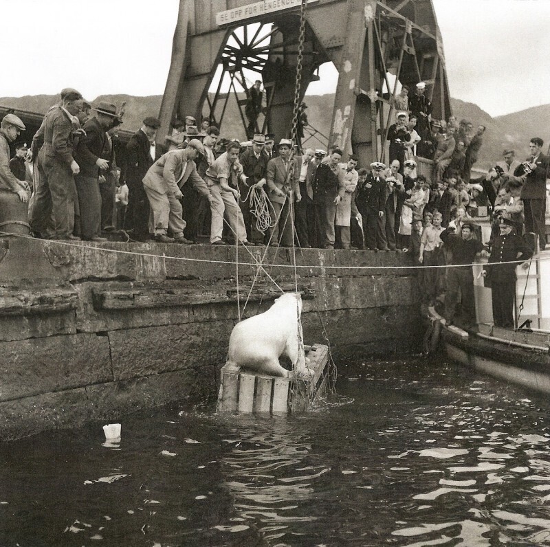 Поимка сбежавшей белой медведицы в Бергене, Норвегия, 1953 год.