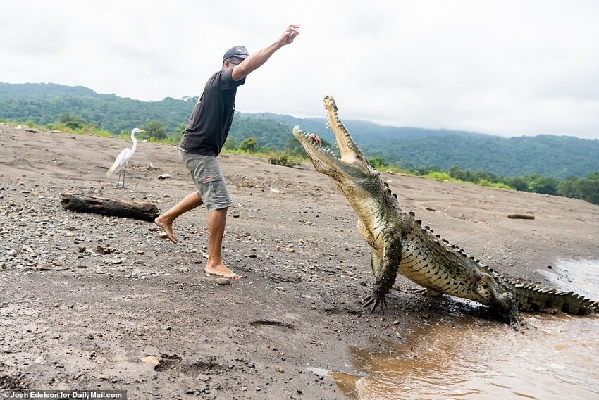 Бесстрашный гид кормит с рук диких крокодилов на радость туристам