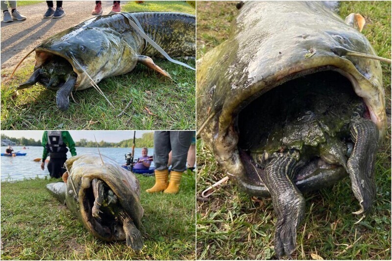 Невероятные кадры: 40-килограммовый сом проглотил черепаху