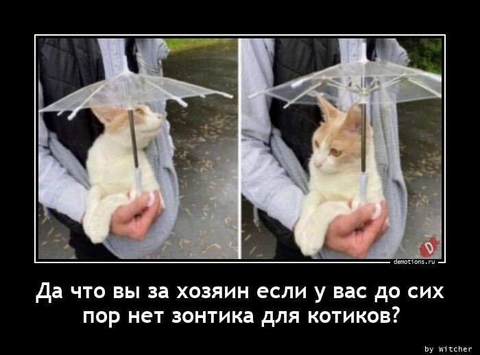 Да что вы за хозяин если у вас до сих пор нет зонтика для котиков?