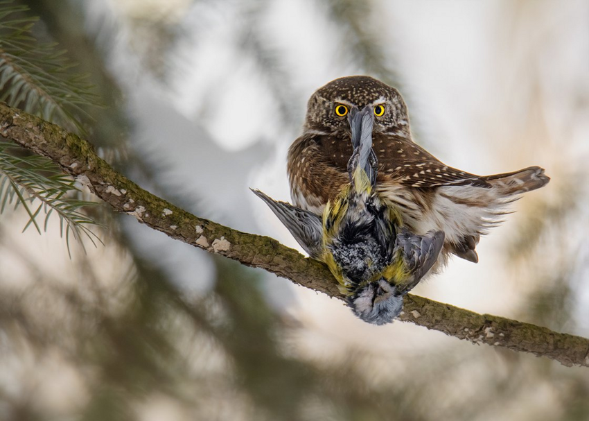 Воробьиный сыч: Крошечная сова без права на ошибку. Эффективная охота в еловом лесу