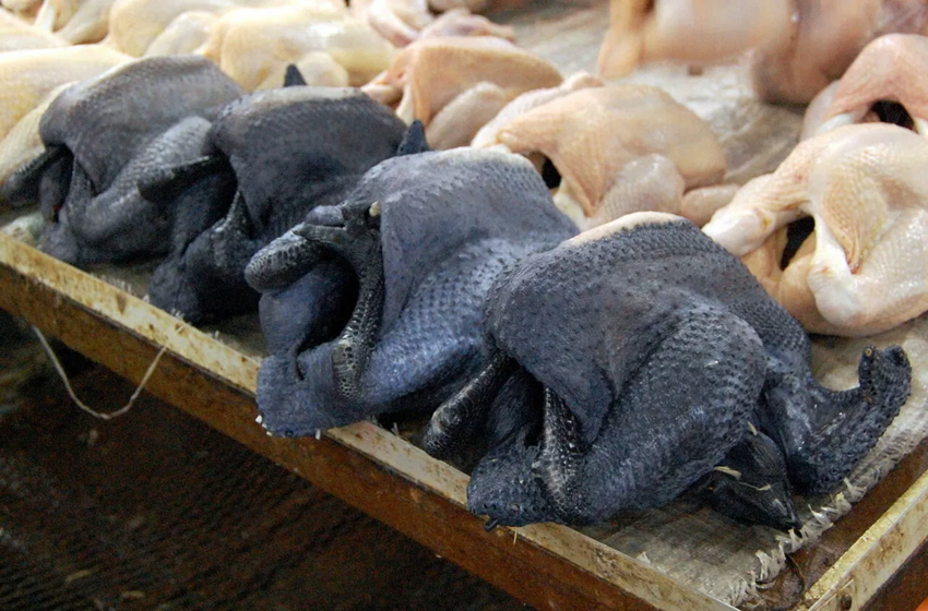 Китайские шёлковые куры: Белоснежная пушистая милота скрывает под собой абсолютно чёрный организм