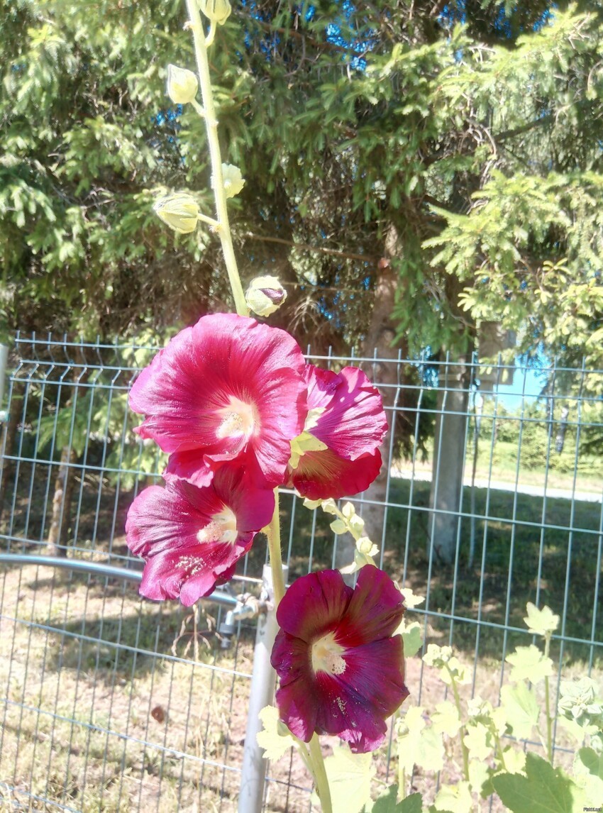 Алтей розовый (Alcea rosea)