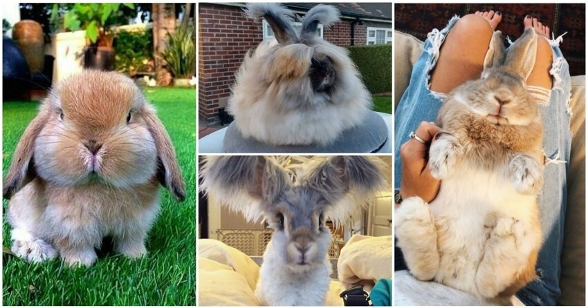 25 фото из жизни  милейших кроликов,  которых вам захочется срочно тиснуть