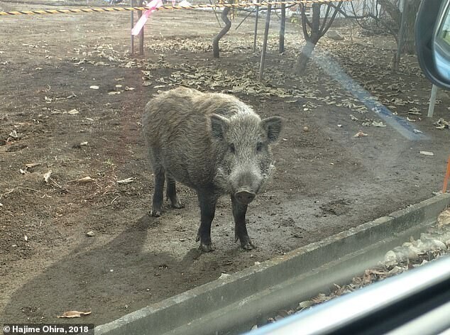 Радиация Фукусимы вызвала к жизни свиней-мутантов
