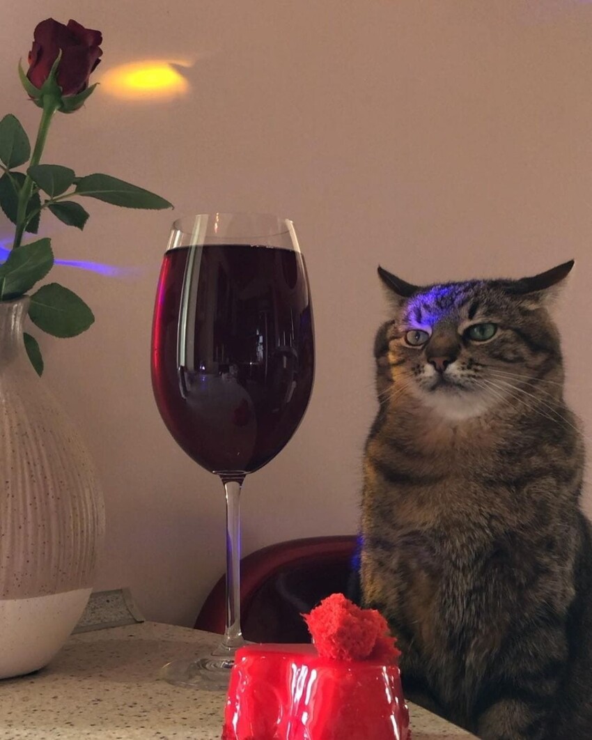 Кот Степан, который грустно сидит с коктейлем под музыку 