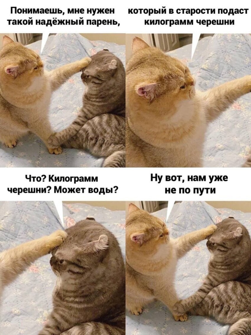 Смешные картинки с котами мемы