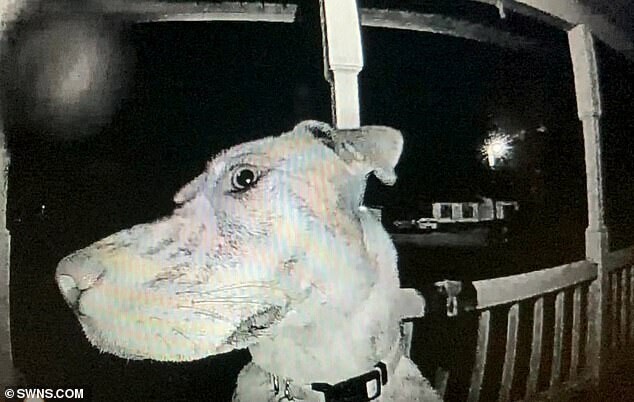 Видео: убежавшая из дома собака вернулась ночью и начала звонить в дверь