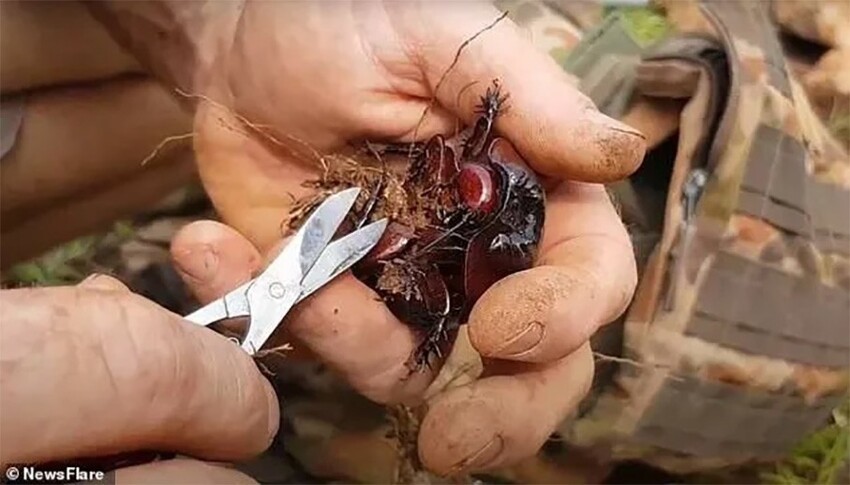Таракан-носорог: В Австралии даже тараканы размером с мышей! Зато они мирно жуют ядовитый эвкалипт