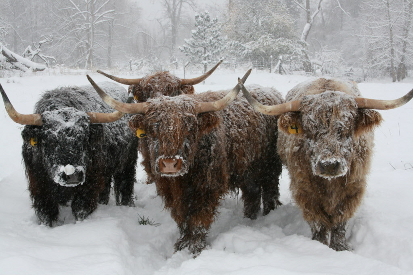 Хайленд: Коровы, что переживут даже русские зимы. Как суровые условия превратили бурёнку в чубаку