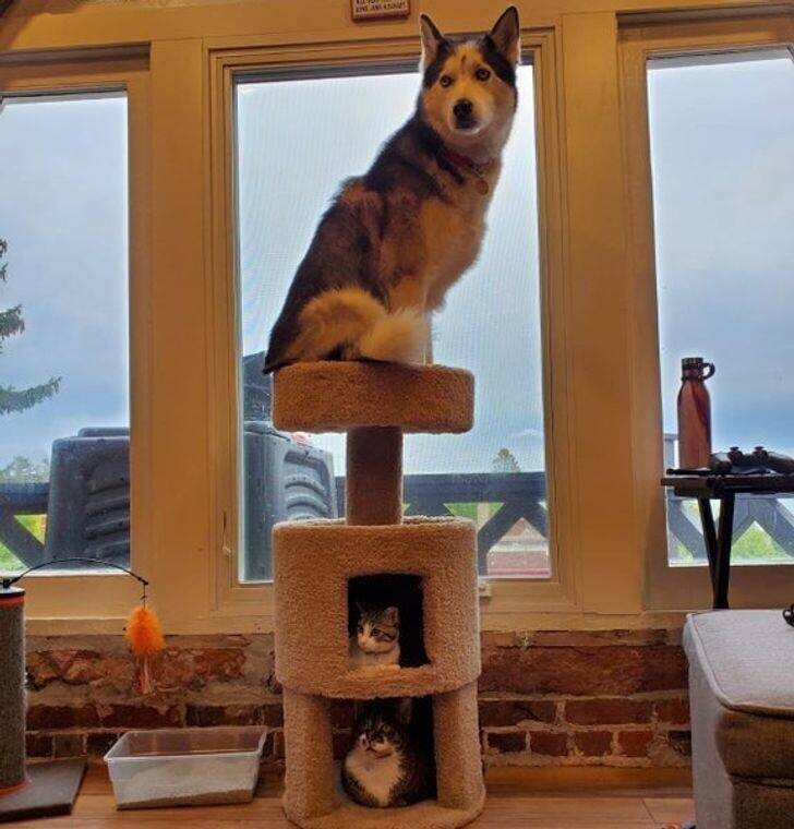 "Мы купили домик для наших кошек, а он понравился еще и нашей собаке!"