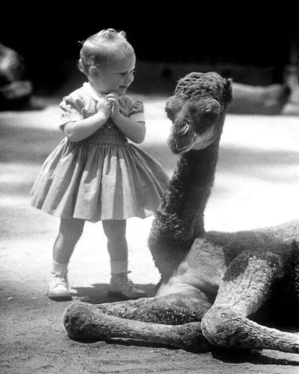 "Девочка восторженно встречает своего первого верблюда, 2-х месячного Барни. Барни родился в зоопарке, он так привык к молодым, ему становится одиноко, если их нет рядом".  Фото: Аллан Грант