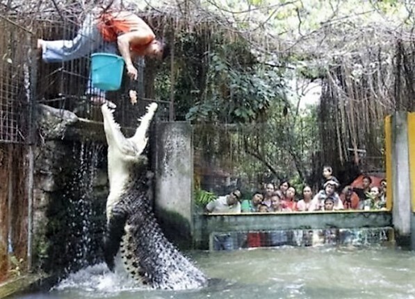 В китайский зоопарк требуются еще кормильцы крокодилов