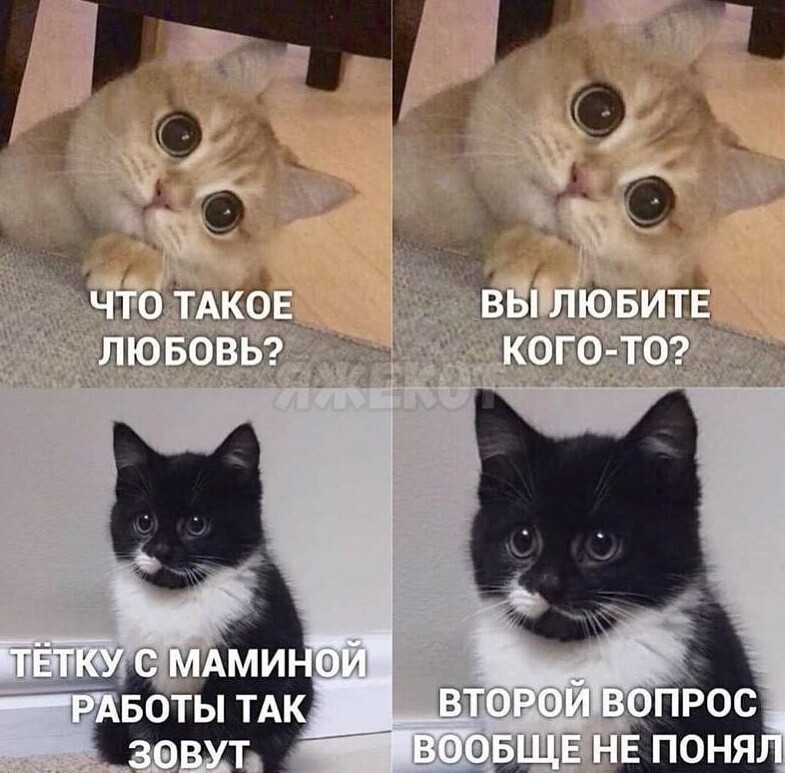 Калейдоскоп кошачьего позитива