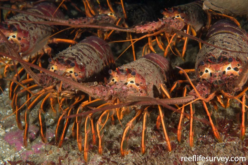 Калифорнийский колючий омар: Усатый и обаятельный. Орёт на своих врагов со всей дури, и они уплывают