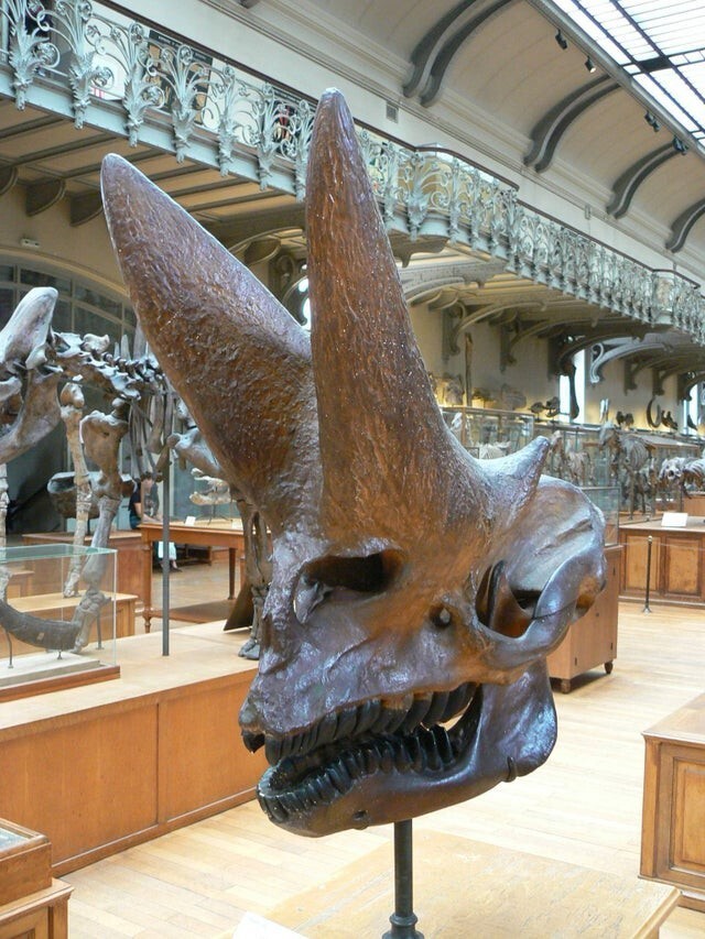 Череп Arsinoitherium zitteli, дальнего родственника слонов, из Африки