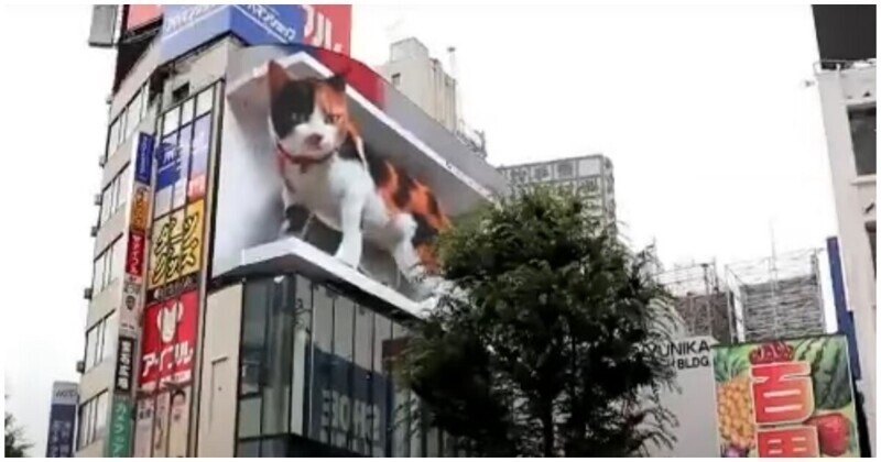 Гигантский 3D-кот на рекламном экране в Токио