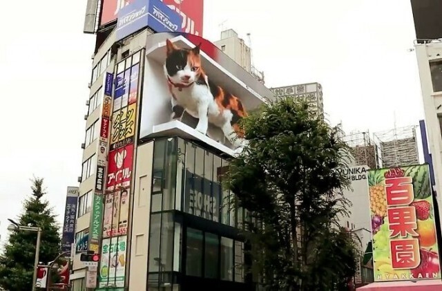 На одном из зданий в Токио появилась гигантская гиперреалистичная трёхмерная кошка