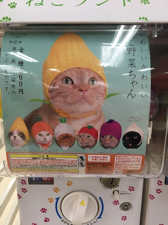 В Японии есть торговые автоматы, в которых можно купить шапочки для котиков. Мимими!