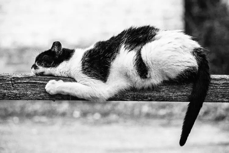 Без кота и жизнь не та: коты-акробаты демонстрируют чудеса баланса