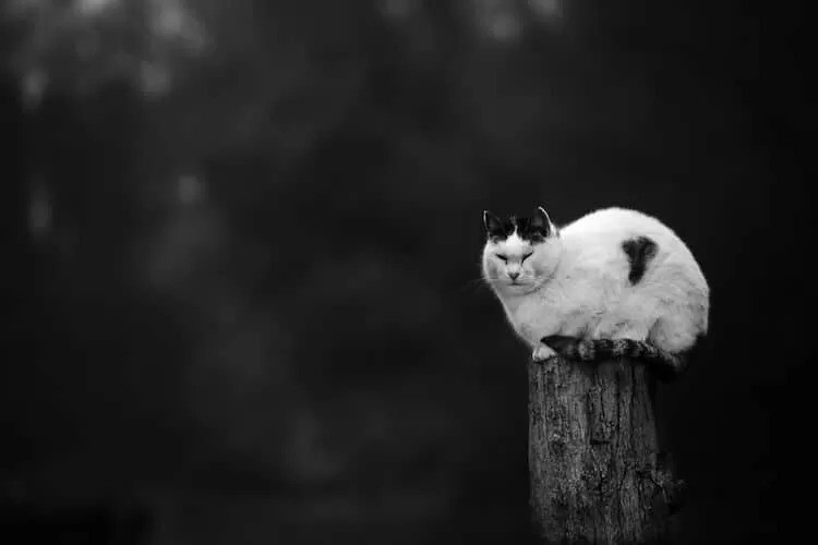 Без кота и жизнь не та: коты-акробаты демонстрируют чудеса баланса