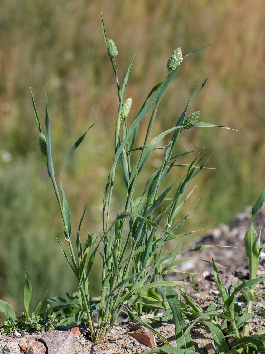 Phalaris canariensis (канареечная трава) и
