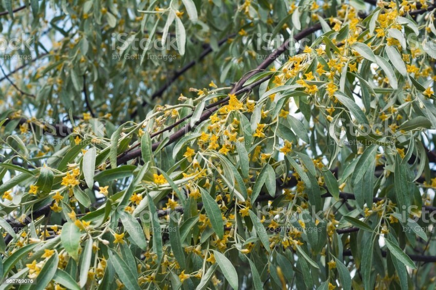 Elaeagnus angustifolia, Лох узколистный
