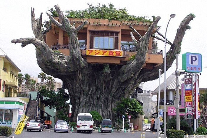 23. Ресторан на дереве, Окинава