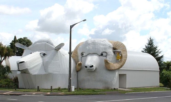 14. ...и овец (Тирау, Уаикато, Новая Зеландия)