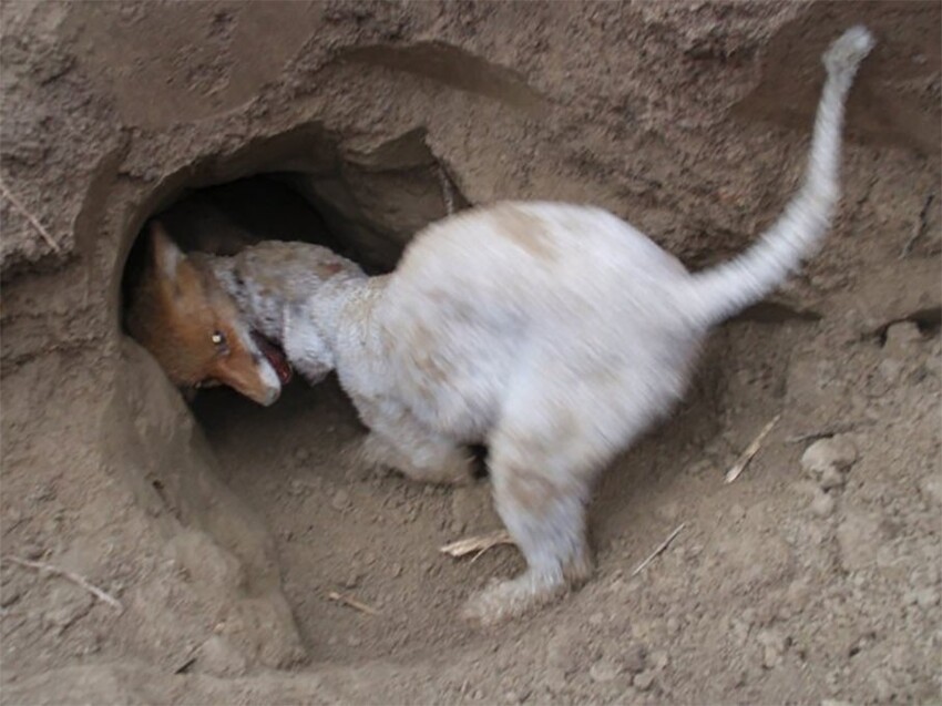 Бедлингтон-терьер: Истребитель крыс в шахтах. Редкая порода с узкой специализацией