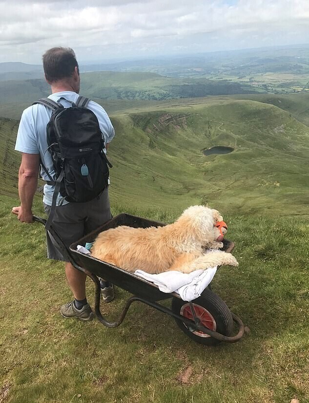 Хозяин отвез больного пса в его любимые горы