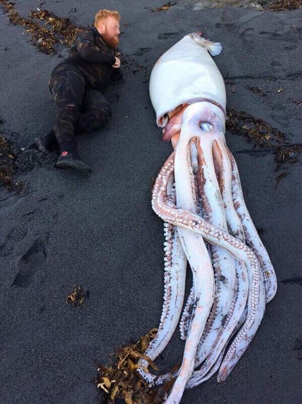 В Веллингтоне, Новая Зеландия, на пляж выбросило гигантского кальмара