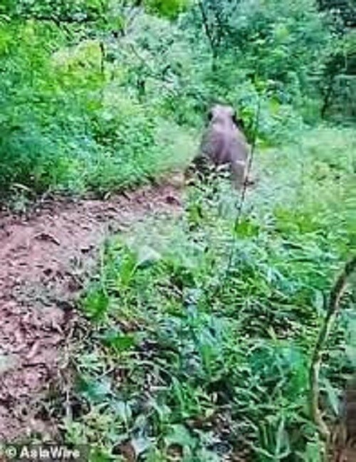 Слоненок, который очень любит валяться в грязи