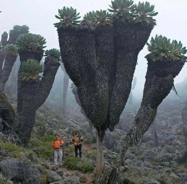 Гигантские доисторические растения можно увидеть только на горе Килиманджаро в Африке.