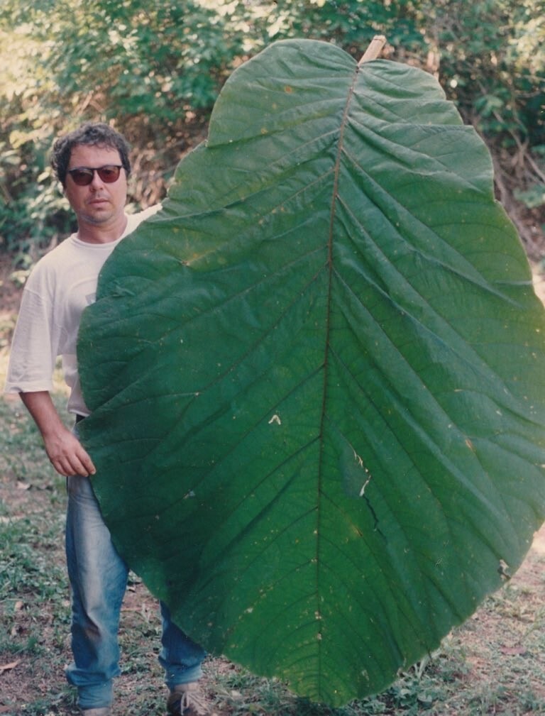 Вы когда-нибудь видели такой большой лист?
