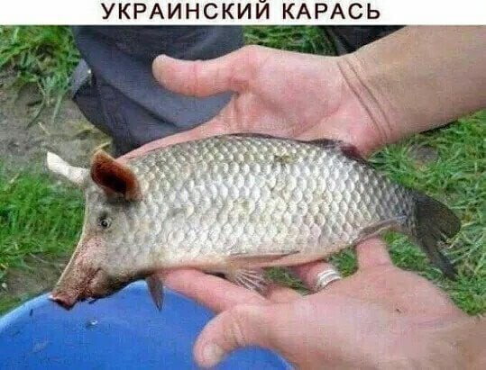 О политике и не только