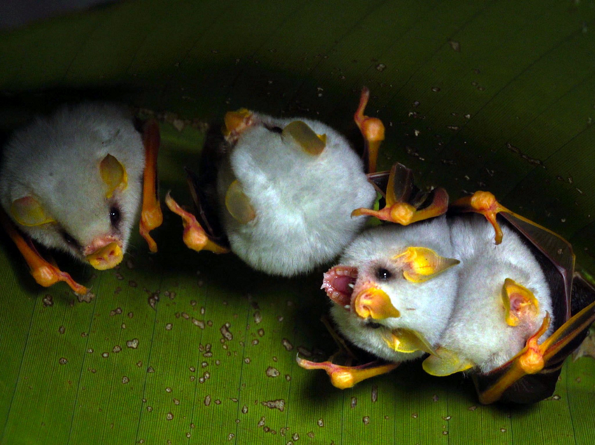 Белый листонос: Ломают все стереотипы о летучих мышах. Милые, белоснежные, спят в листиках и едят только фрукты