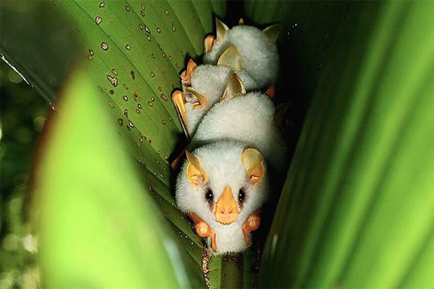 Белый листонос: Ломают все стереотипы о летучих мышах. Милые, белоснежные, спят в листиках и едят только фрукты