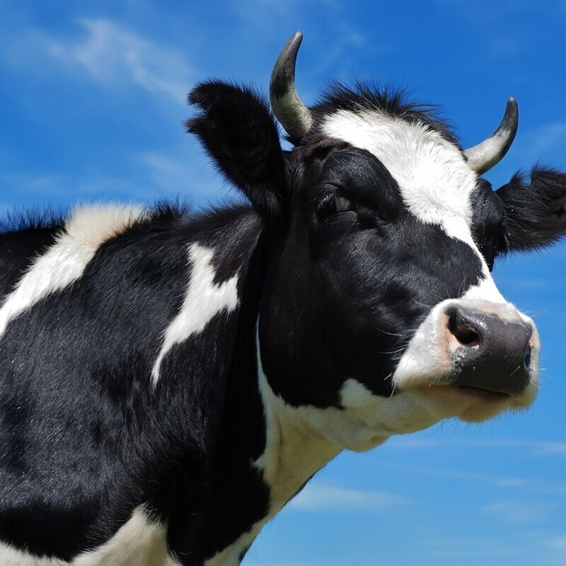 В России впервые клонировали корову и работают над гипоаллергенным молоком