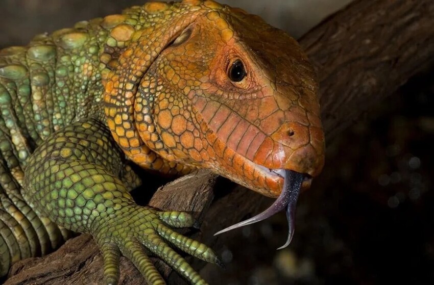 Каймановая ящерица: «Мини-дракон» хрустит улитками в джунглях Амазонки