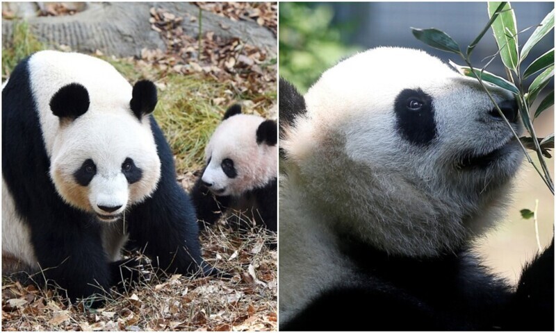 Панды больше не вымирают