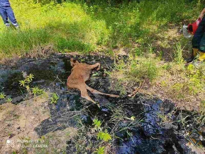 В лесу в Докшицком районе лосенок упал в битум