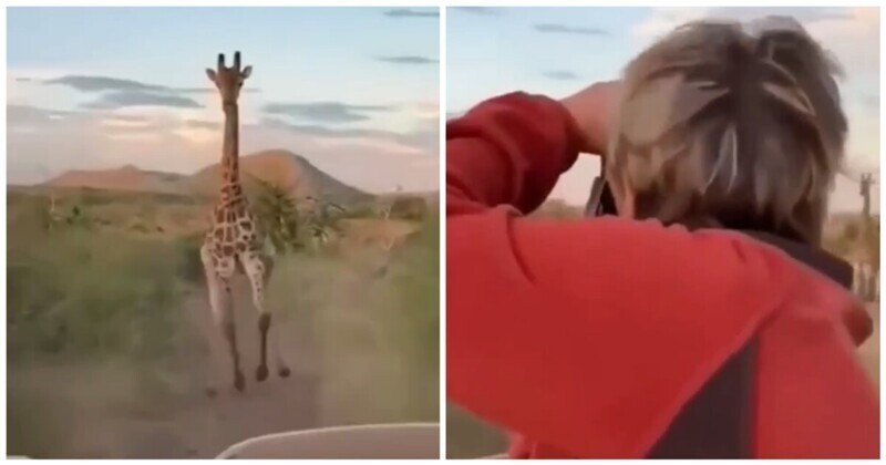 Агрессивный жираф попытался напасть на туристов