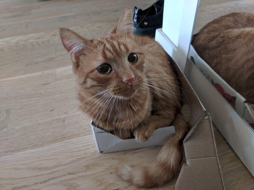 Они созданы друг для друга: коты и коробки