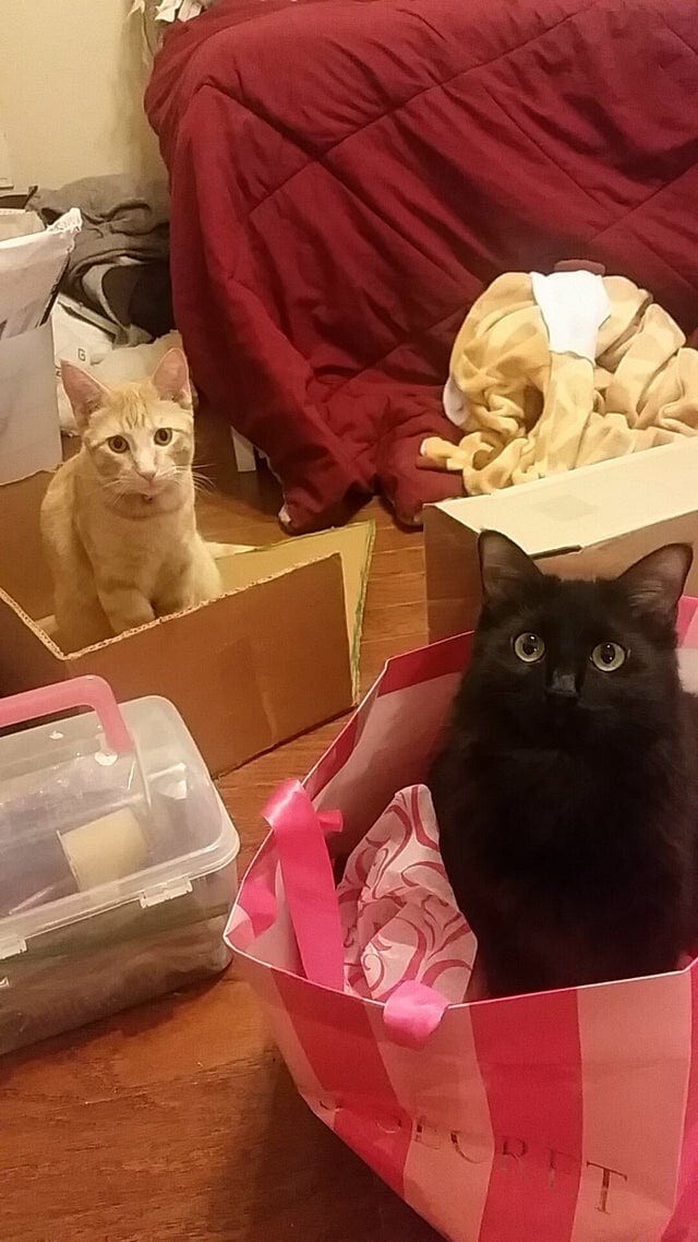 Они созданы друг для друга: коты и коробки